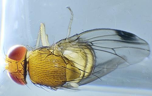 Drosophila suzukii